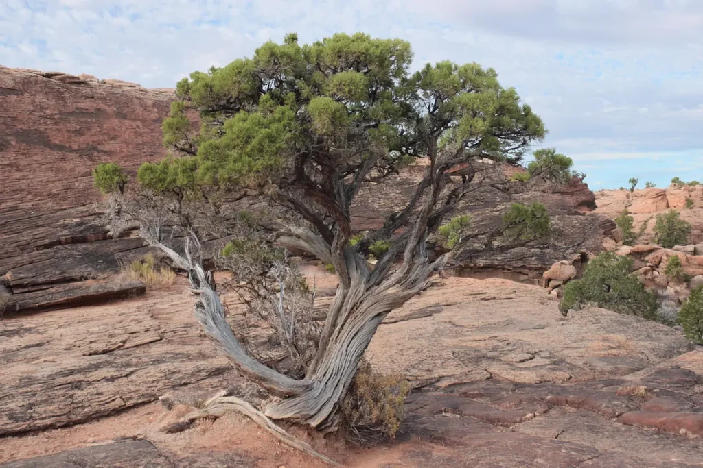 Resilience-for-the-Future