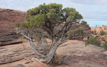 Resilience-for-the-Future